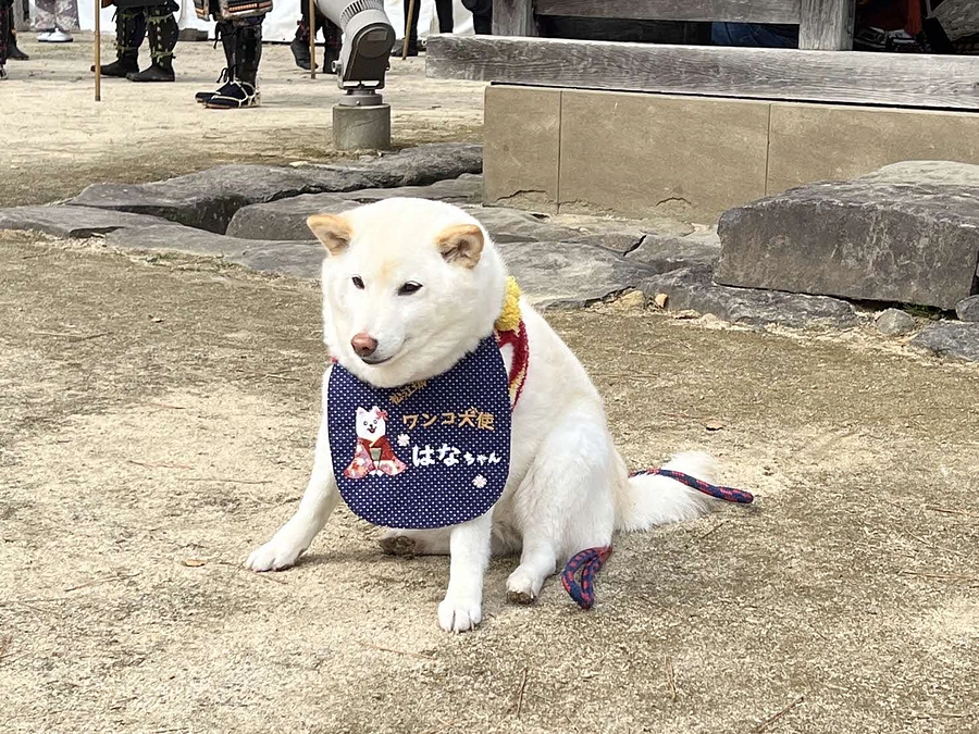 わんこも大好き松江城