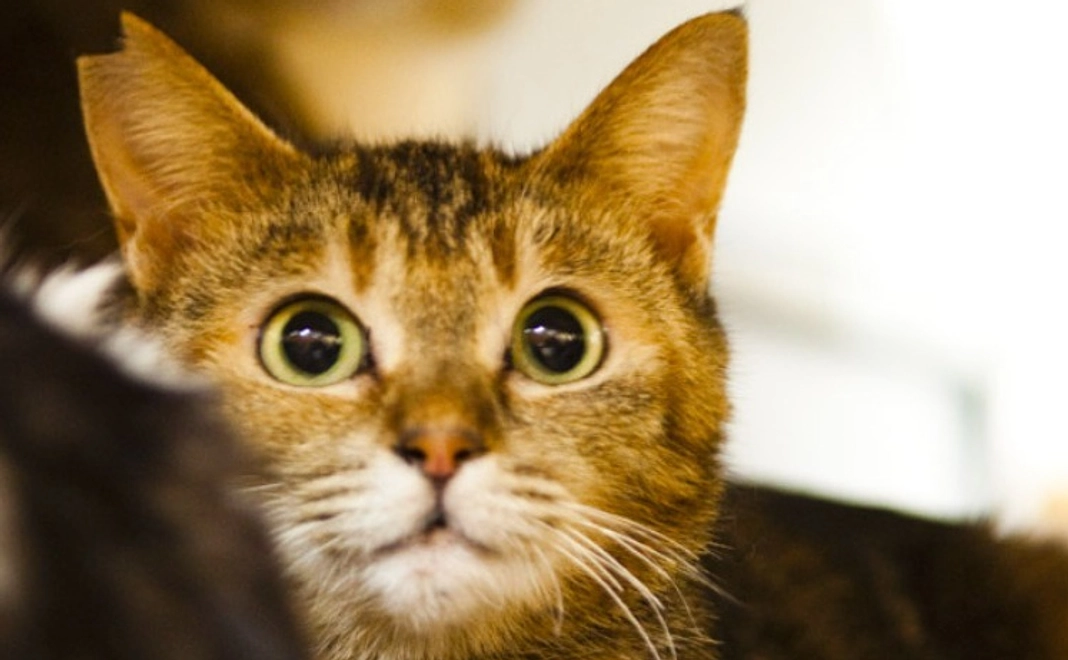 【寄附金控除対象】猫たちの尊い命のために｜3千円