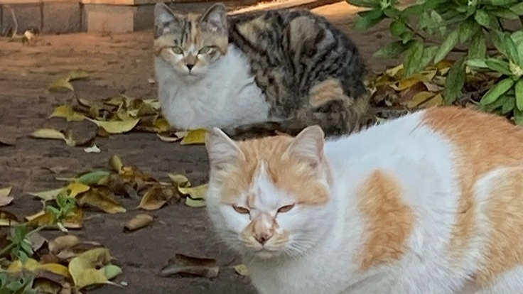 野良猫を増やさない活動にご協力お願いします