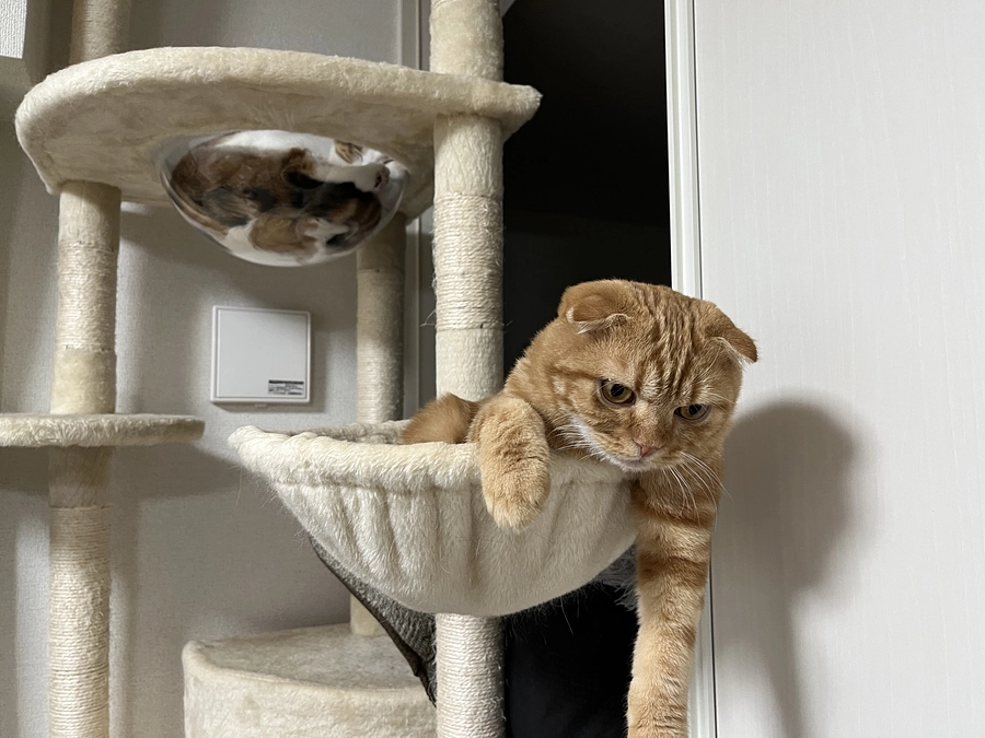 変な寝方をするふう