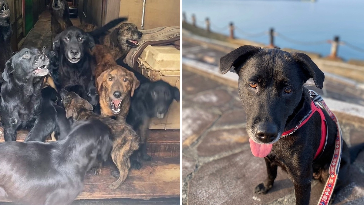 あと10日【ビフォー・アフター】多頭飼育崩壊からのレスキューされた、最年長「あんちゃん」の幸せ報告