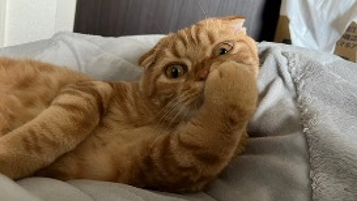 FIP経過観察21日目