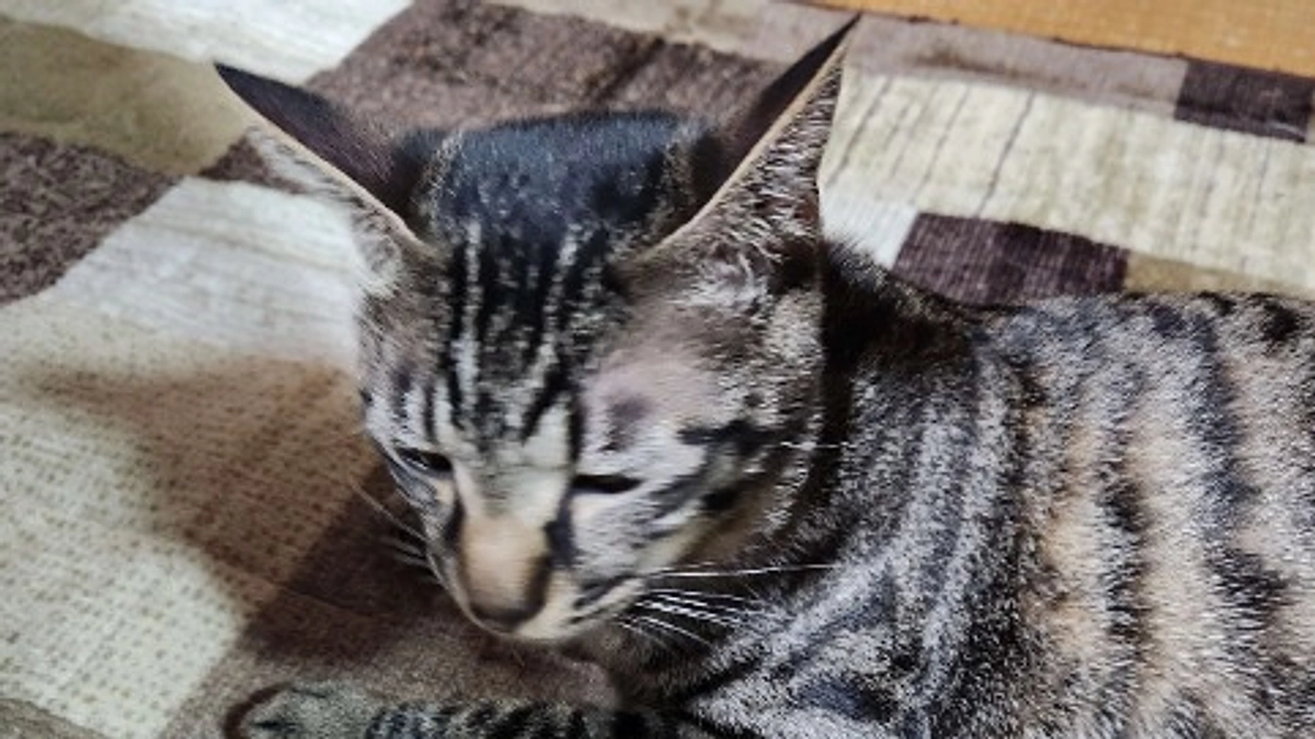 楓日記(10月10日)クラウドファンディング終了まで残り１０日💦