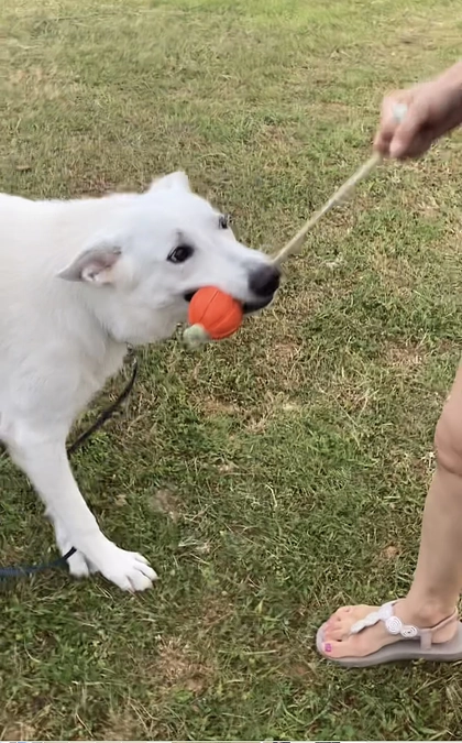 ご支援有難うございます。