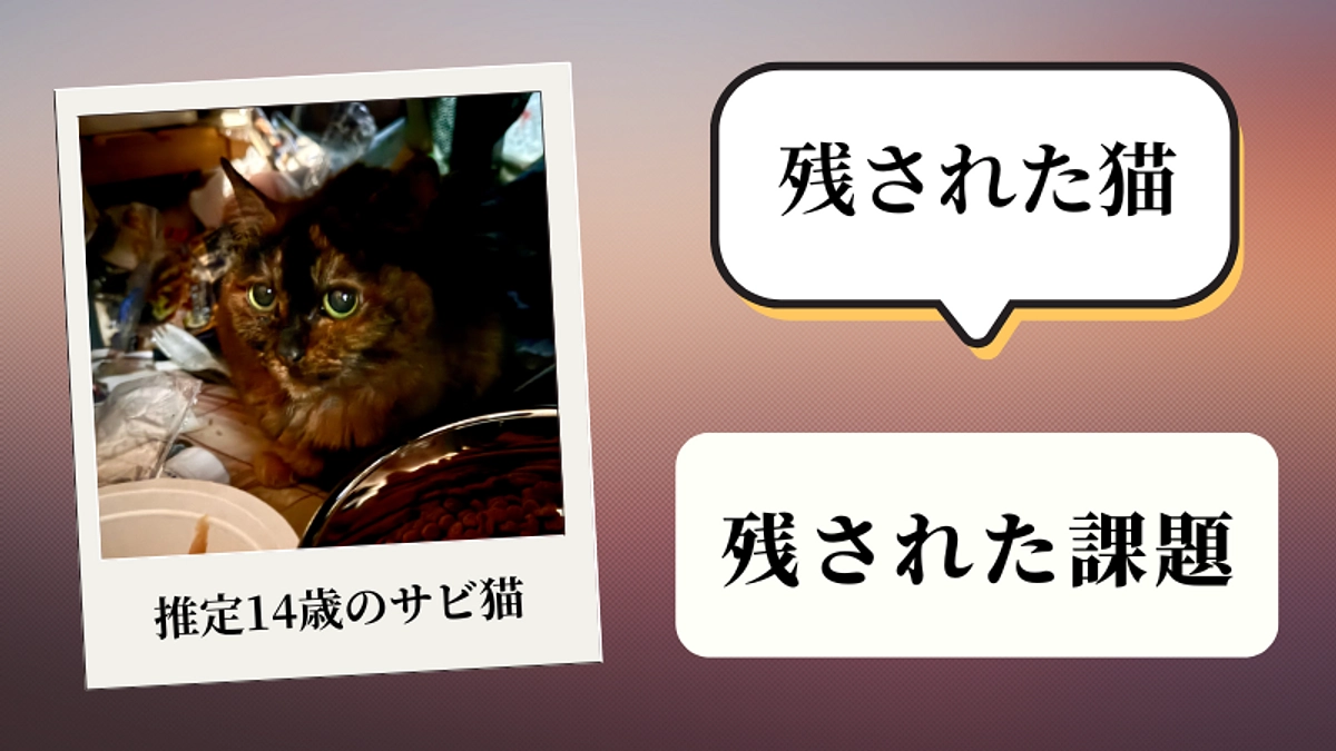 「殺処分で良いんですか？！」14歳の猫を救うために――高齢者飼育の現場で起きた悲しい現実