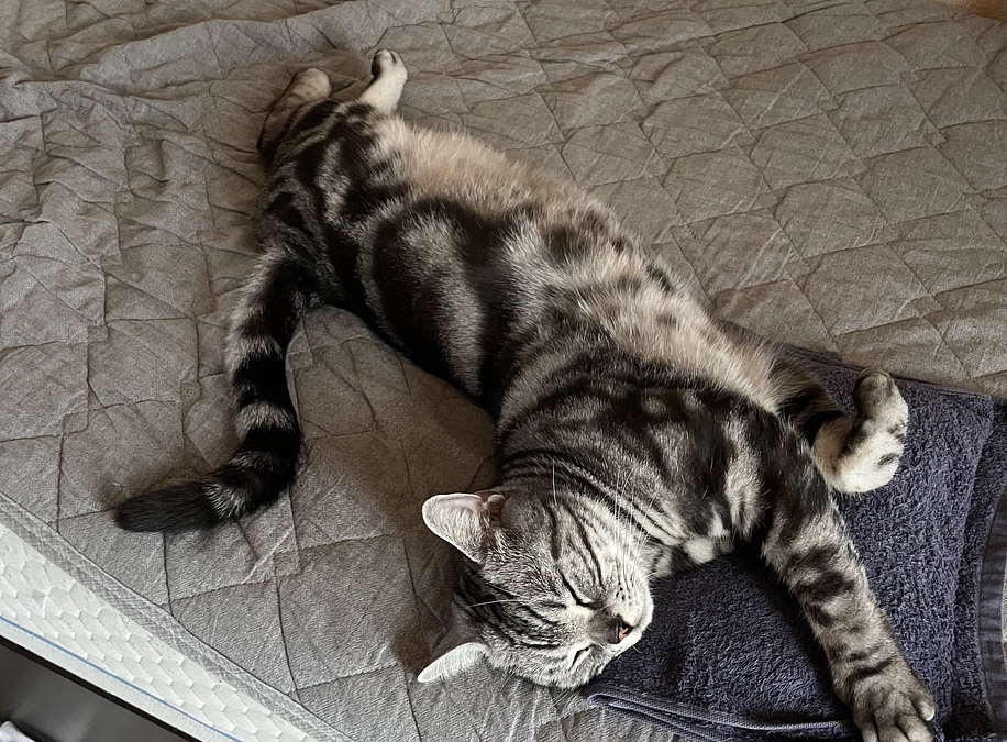 本日の銀時(経過観察5日目)