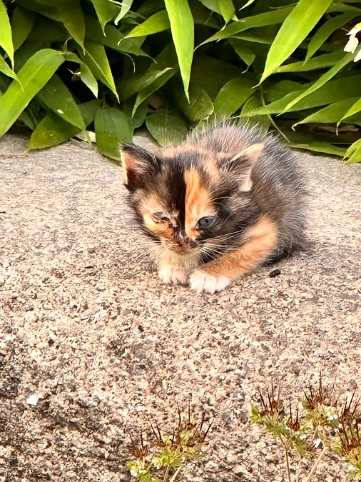 保護せざるを得ない子猫の状態💦