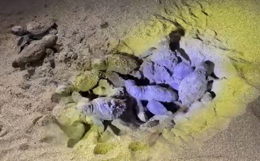 【感激映像】前回の誕生（卵からの孵化）シーンです！