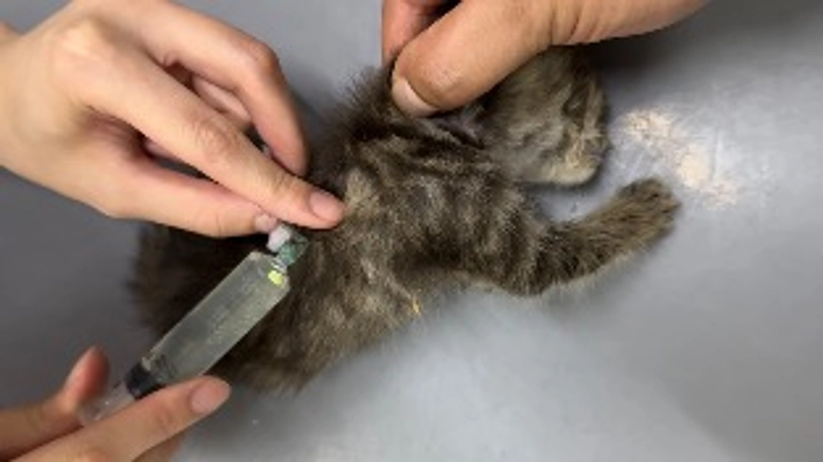 成猫３匹、子猫６匹病院へ