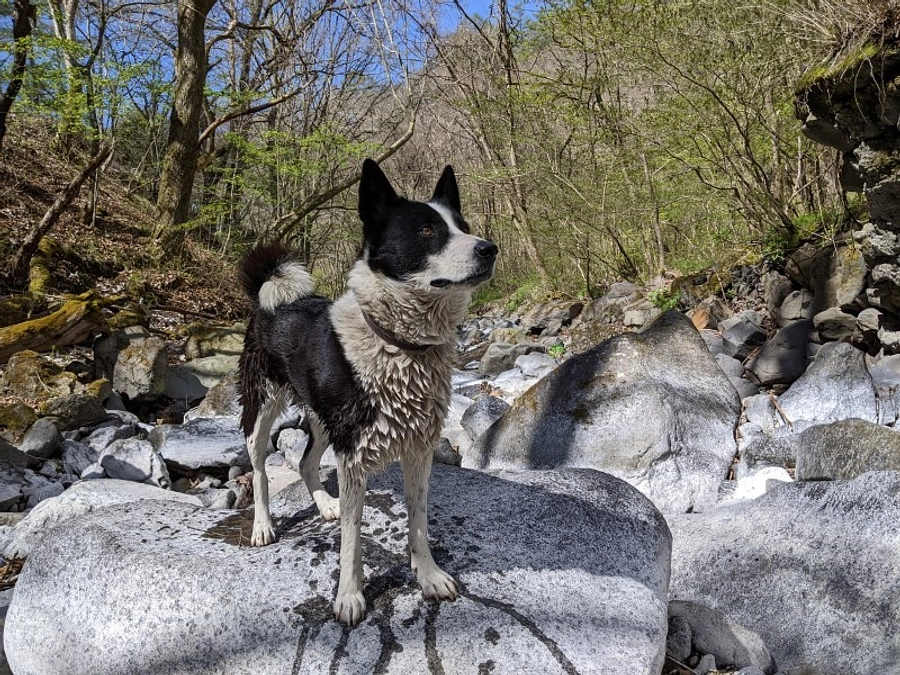 お礼メッセージ：目標金額300万円を達成しました！！