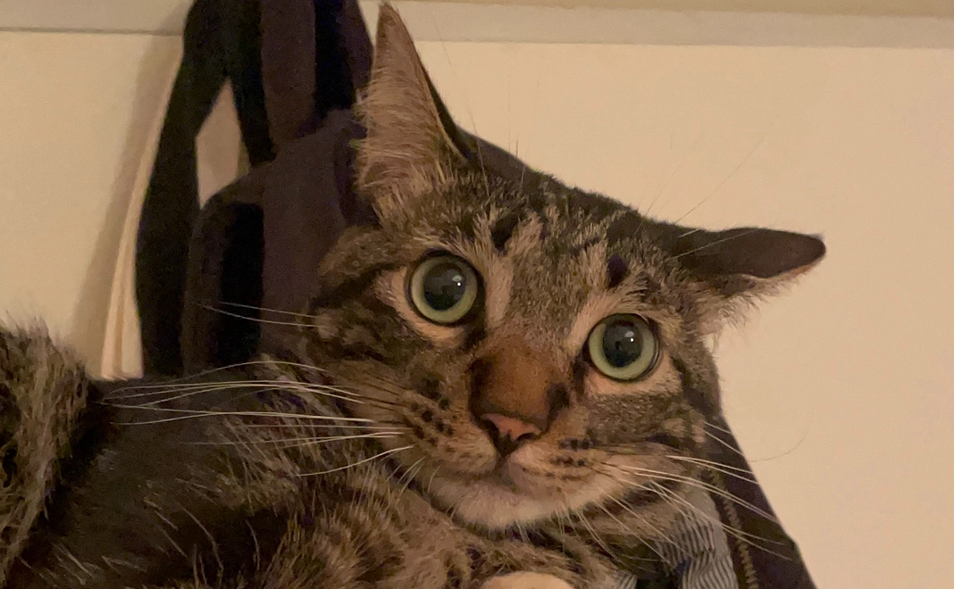 【3000円】感謝のメールとマロンのお気に入り写真