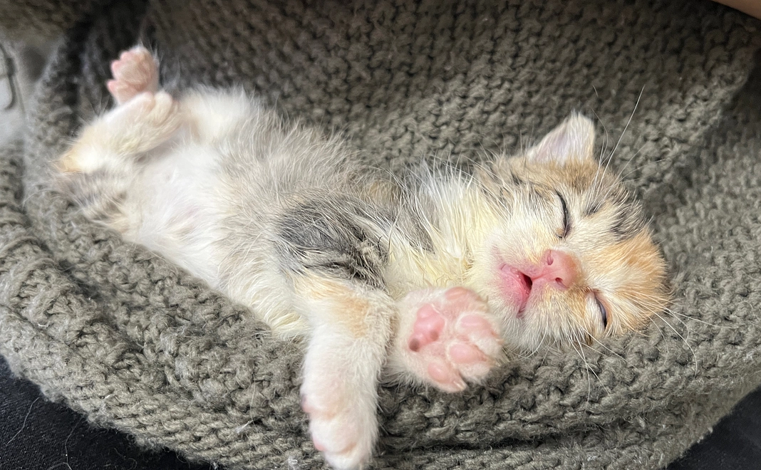 【リターン不要】3,000円応援コース