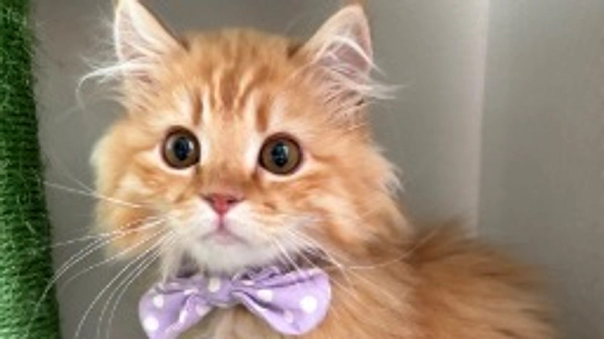 ありがとうございます