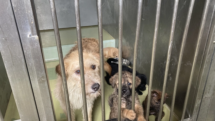 聞こえる犬猫達のSOS。一刻を争う保護ハウス開設にご支援を 5枚目