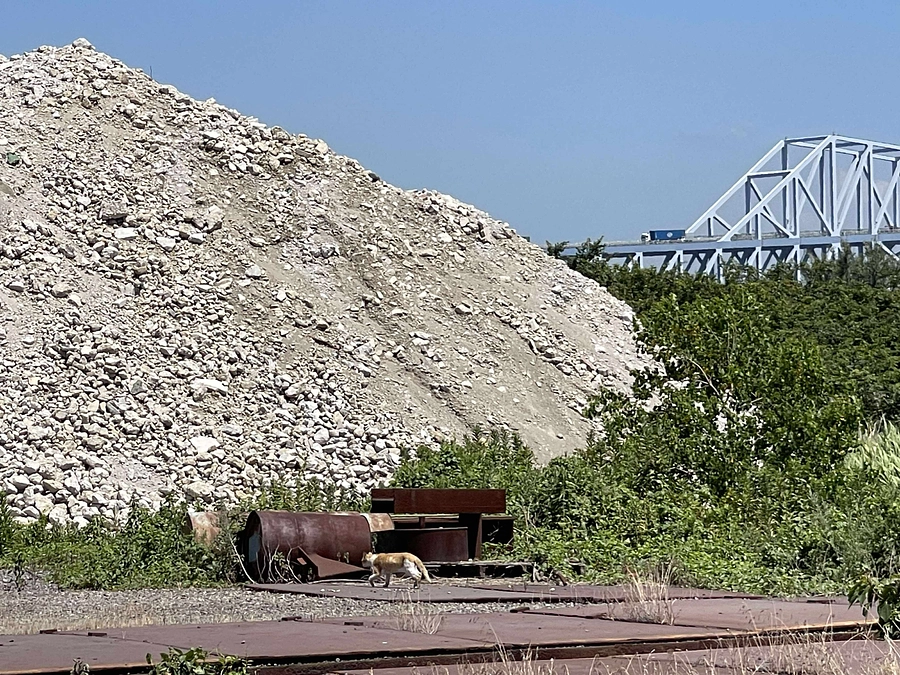 【あと50時間｜ネクストゴール達成まで200万円】都が動いた。全頭保護へ──命の扉は、いま開かれた。