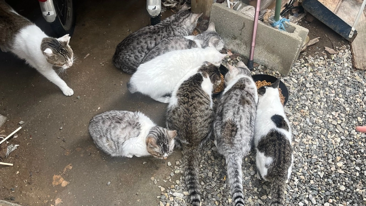 【3ヶ月で330頭以上のオペを行いました】年内最後の捕獲のお話。