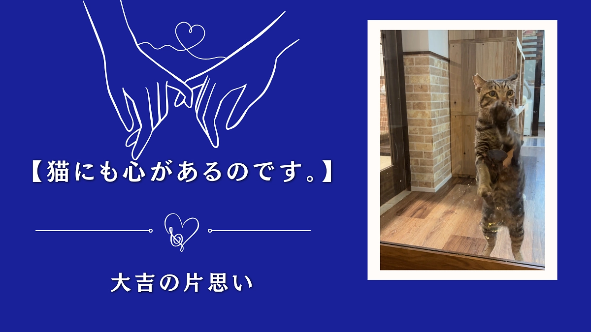 猫にも心が有るのです。【しゃー子の事が大好きな大吉の心】