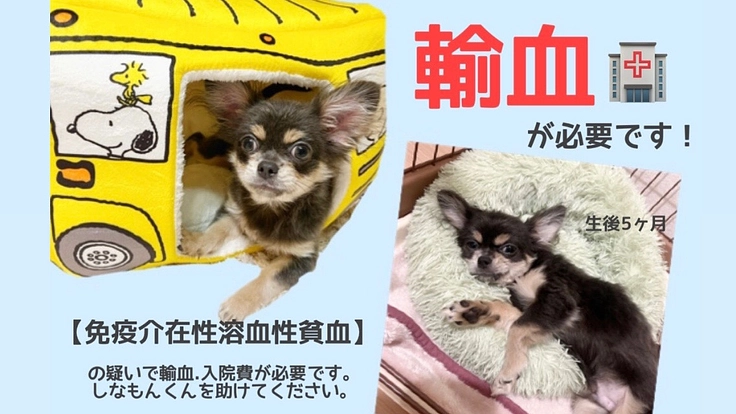 生後5ヶ月のしなもんくんを助けてください！