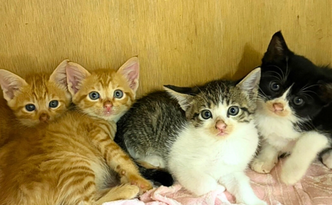 毎月応援20000円コース