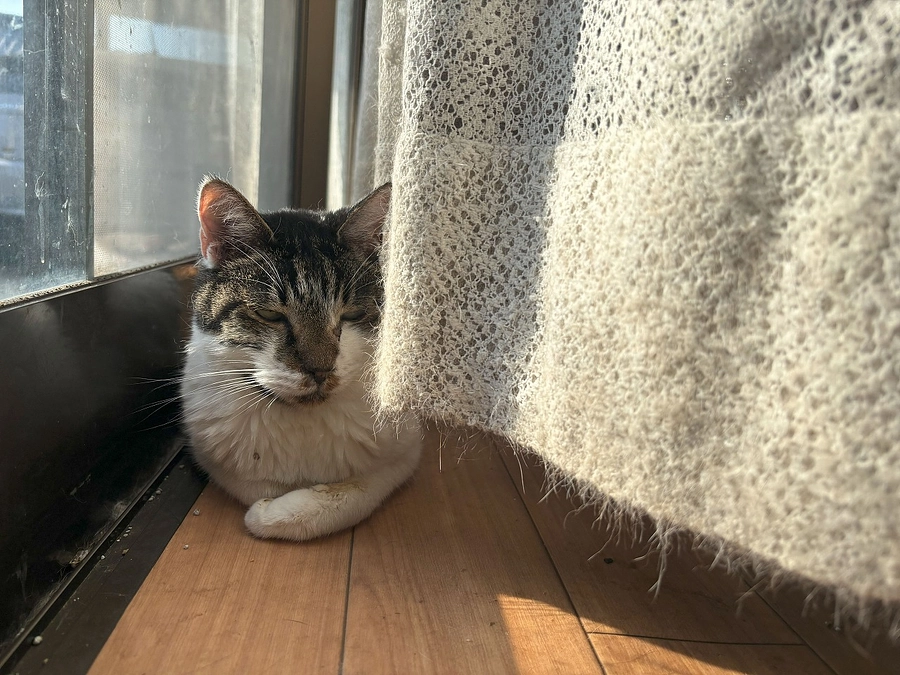 チビに水素吸引させています。