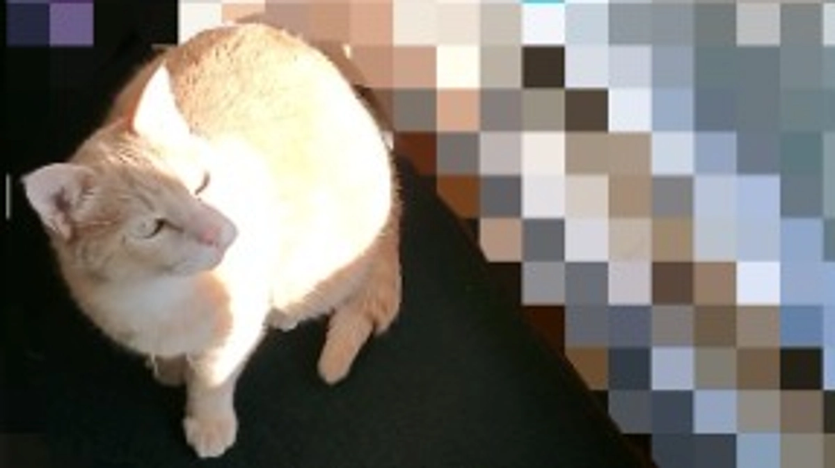 保護猫🐈ダイエット...