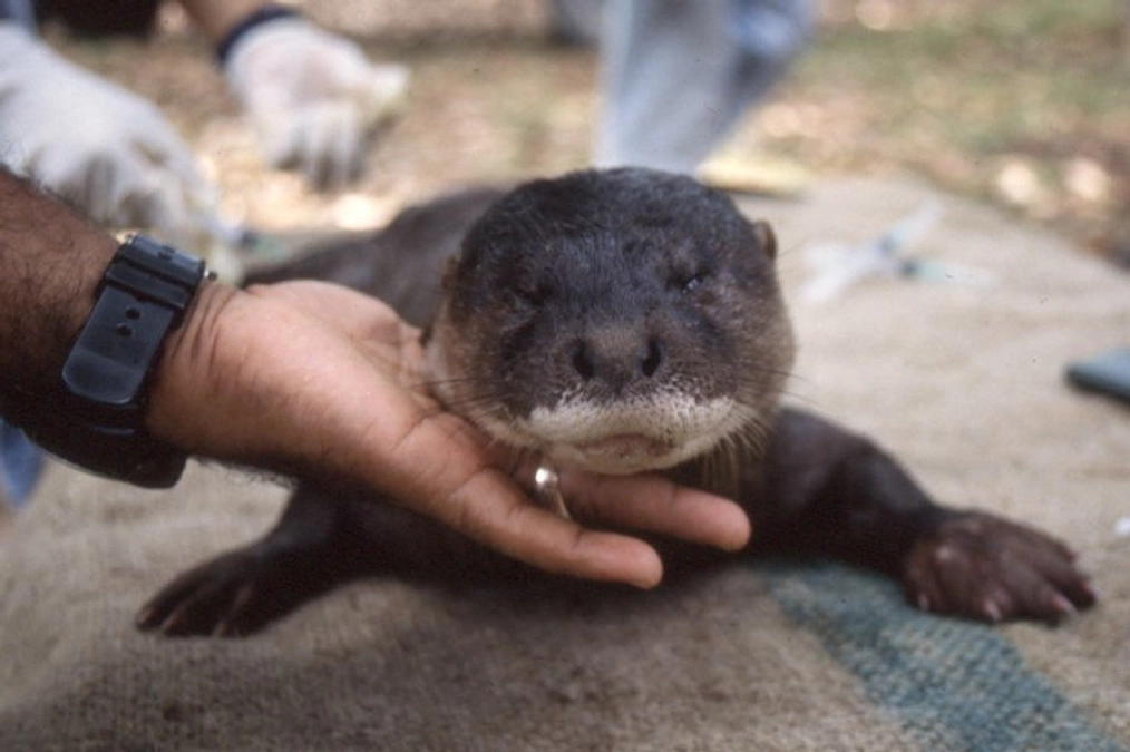 日本アジアカワウソ保全協会の設立前　～タイでの調査と普及啓発活動～