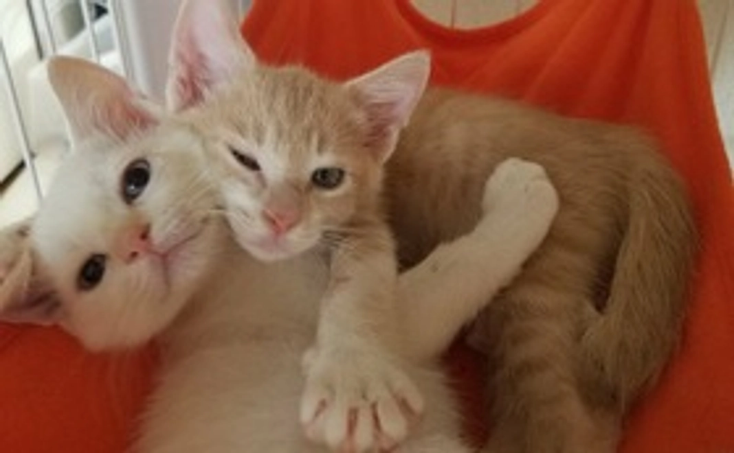 トロ全額応援　500円コース（リターン不要）