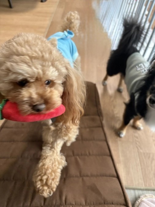 １１月４日のゆむ君