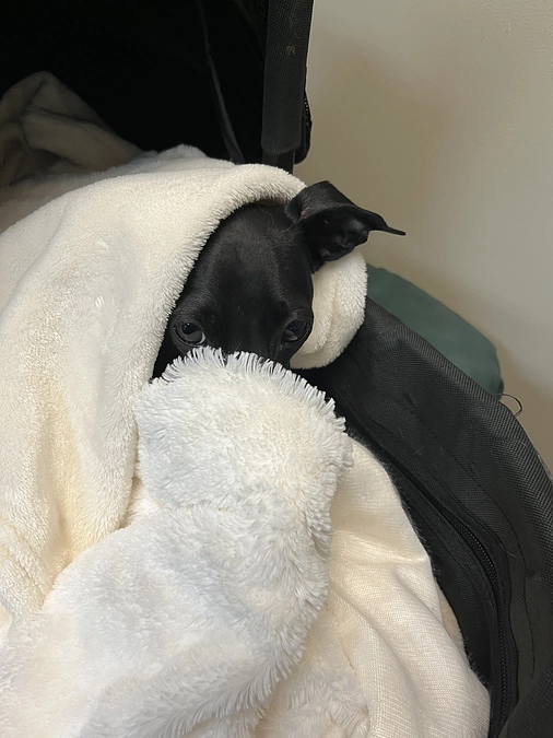 ティアラ✨耳掃除編②