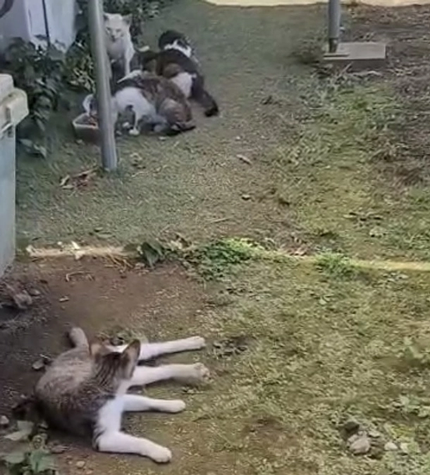 多頭飼育崩壊！