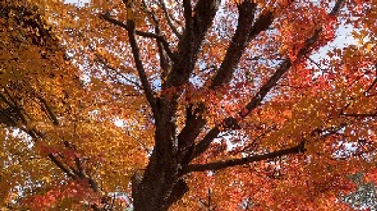 これまでの経緯