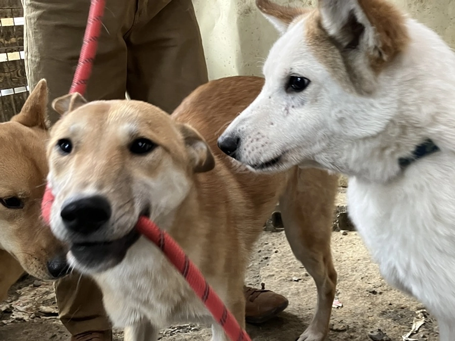 本日もお散歩ボランティアさんが来てくれました！