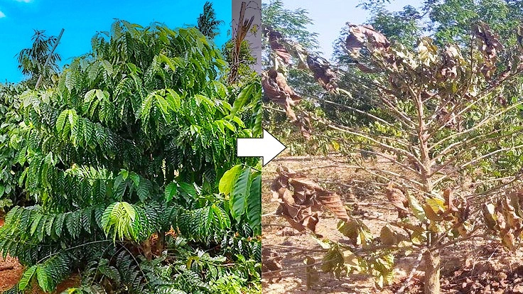 コーヒーを飲んで「命の種」を送ろう‼　ベトナムコーヒー農家支援