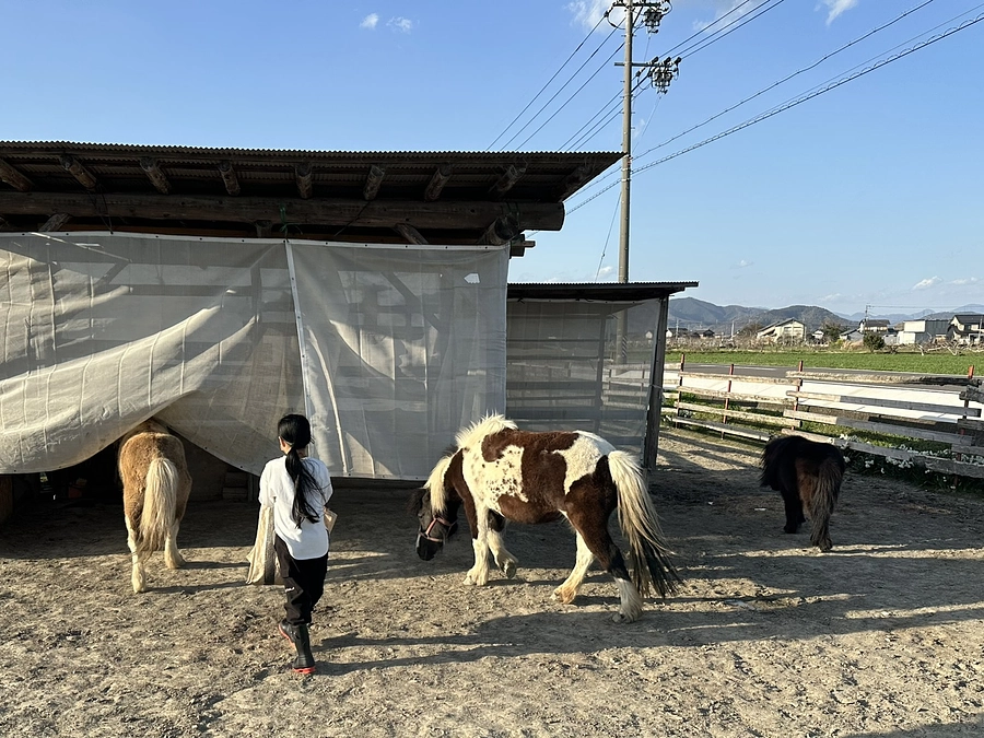 岐阜の近藤さんから３頭の馬たちの今が届きました