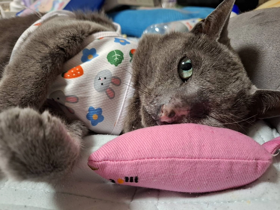 ステラの様子とお兄ちゃんのミシェルの様子です。