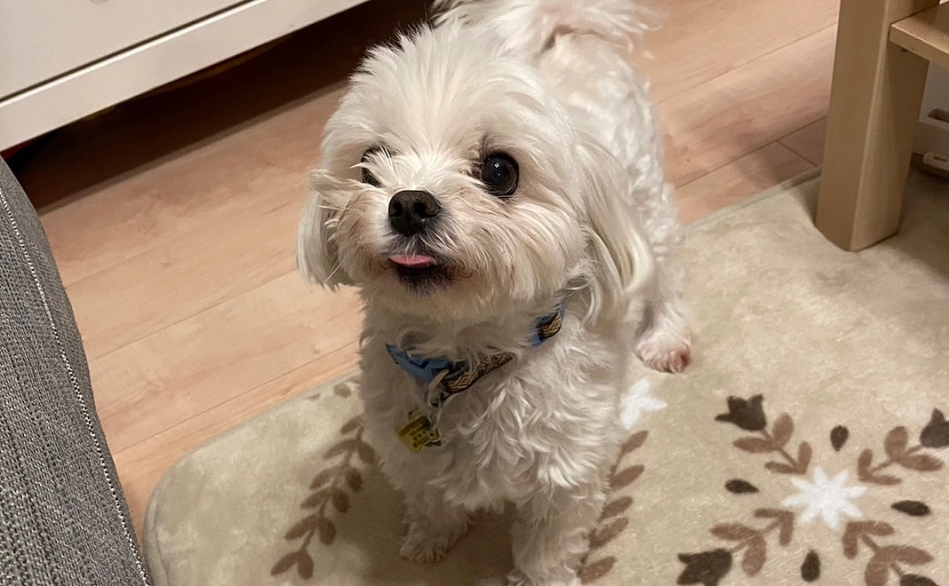 感謝のメールと写真1