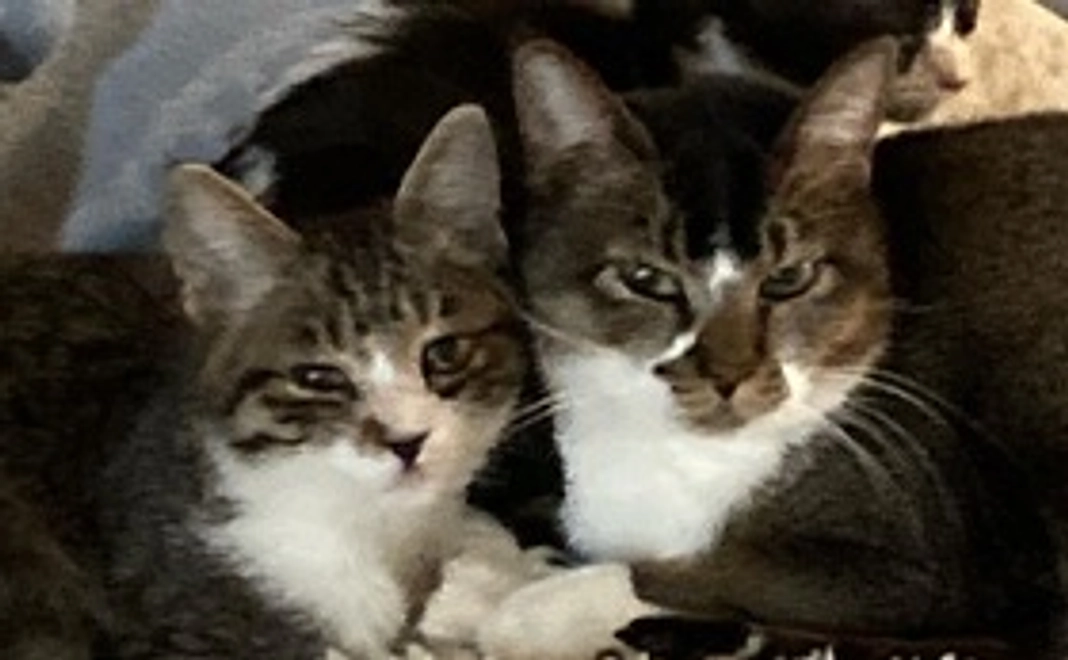 【保護猫達に日差しを】