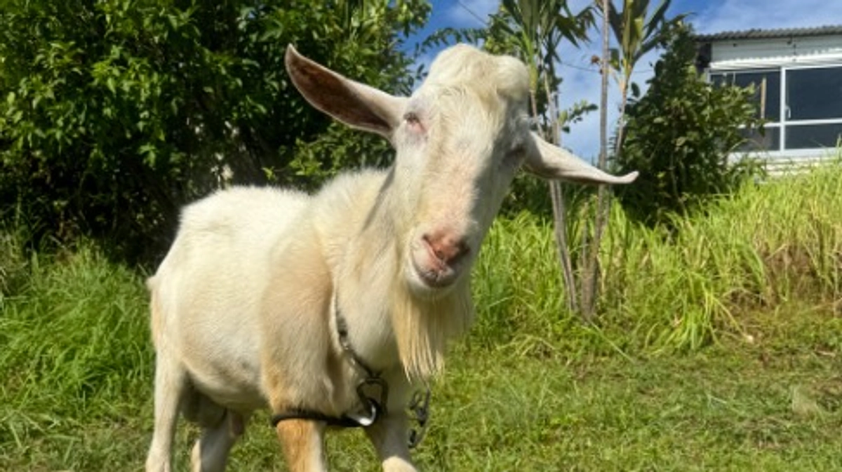 盲目の子ヤギ テンちゃん