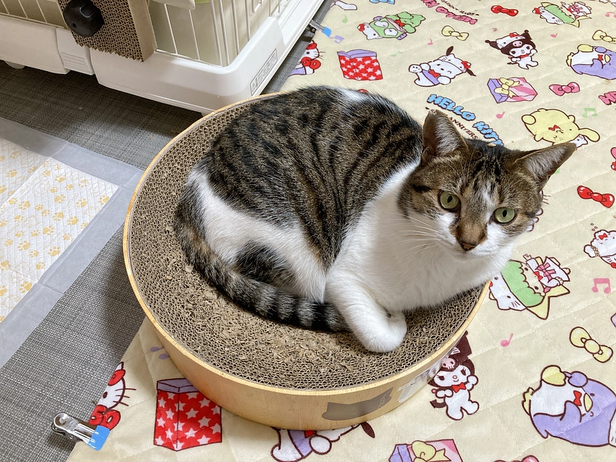 ご飯のふりかけ❤️高タンパクで大好評