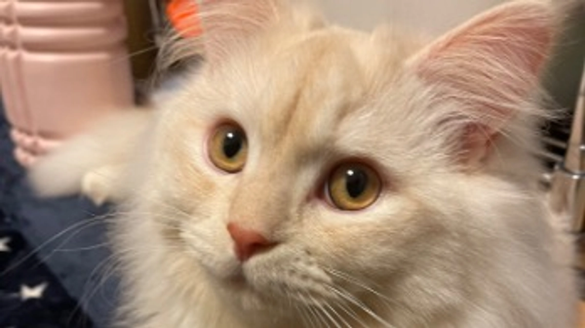 今日のトキ☔️