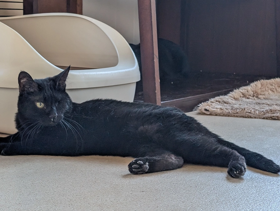 【終了まで1時間をきりました】皆さんに心からの感謝を。そして天ちゃんへの応援をお願いします。