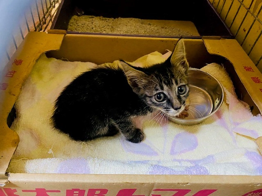 子猫、保護しました。