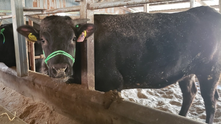 伊賀牛(黒毛和牛)を一頭買いして、みんなで山分けしよう！