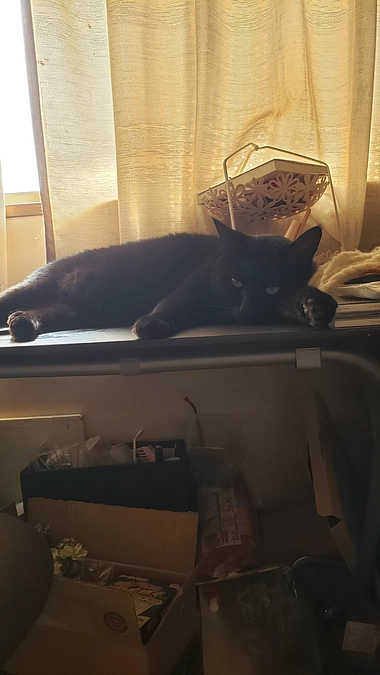 難治口内炎投薬は終わりました