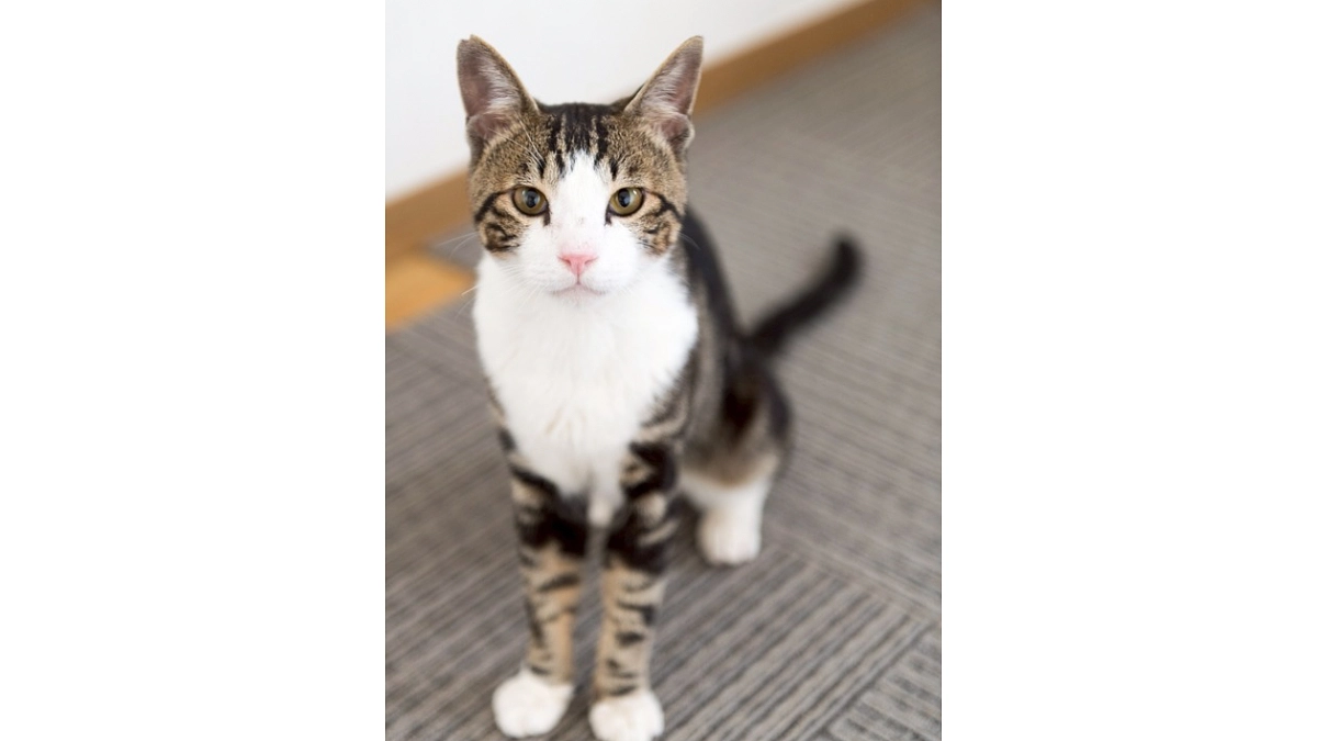 【あと4日】35日目の朝