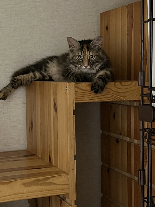 2匹が良縁に恵まれました