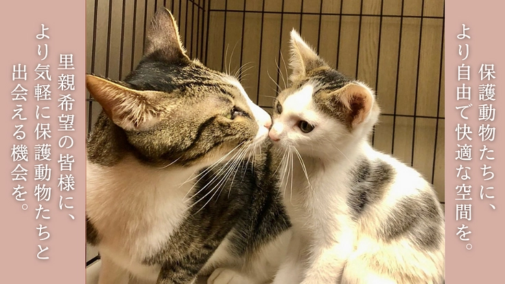 厳しい環境を生きた犬猫たちが暮らすお家。シェルター建設にご支援を! 3枚目