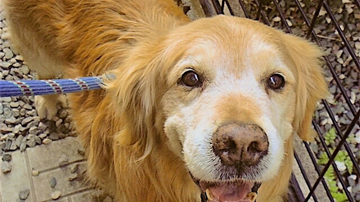 殺処分を待つ老犬や障害犬を安全なバリアフリー施設に保護したい