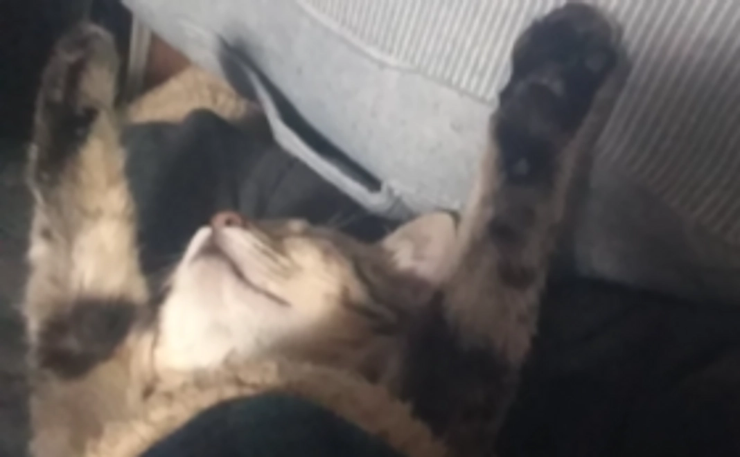 コハルさんもっと応援！