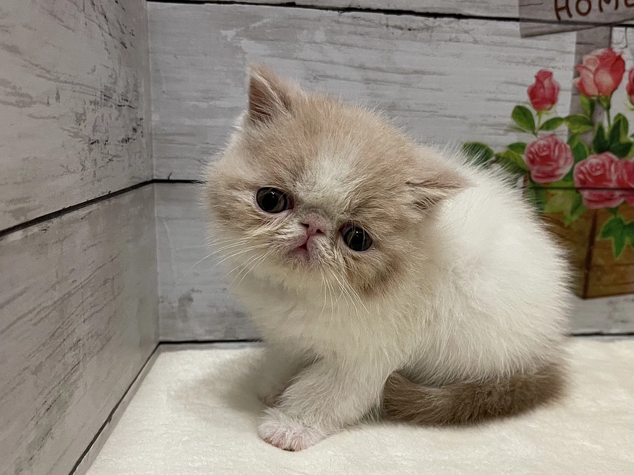 秋の夜長🐰🌕と虫の声🦗とわさびの💩